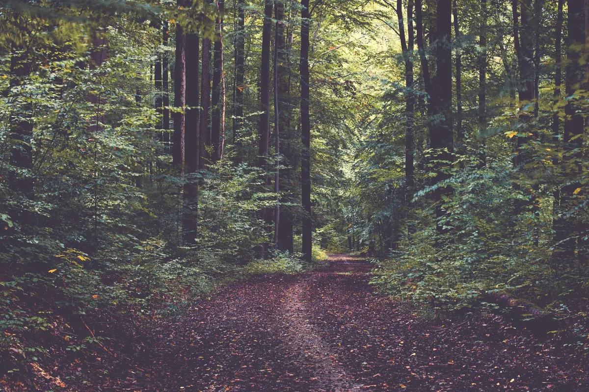 What Is Forest Bathing? A Beginner's Guide to Quiet Woodland Walks in the UK